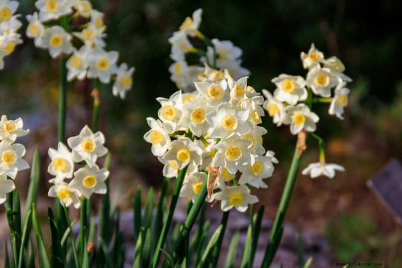 19 Stunning Perennials That Arrive First Each Spring