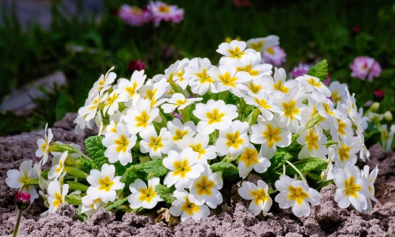 19 Stunning Perennials That Arrive First Each Spring