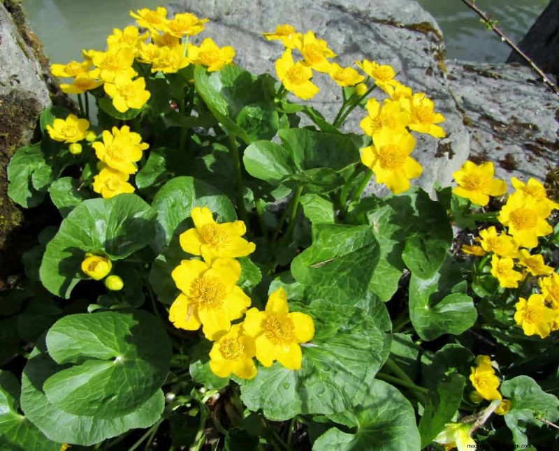 19 Stunning Perennials That Arrive First Each Spring