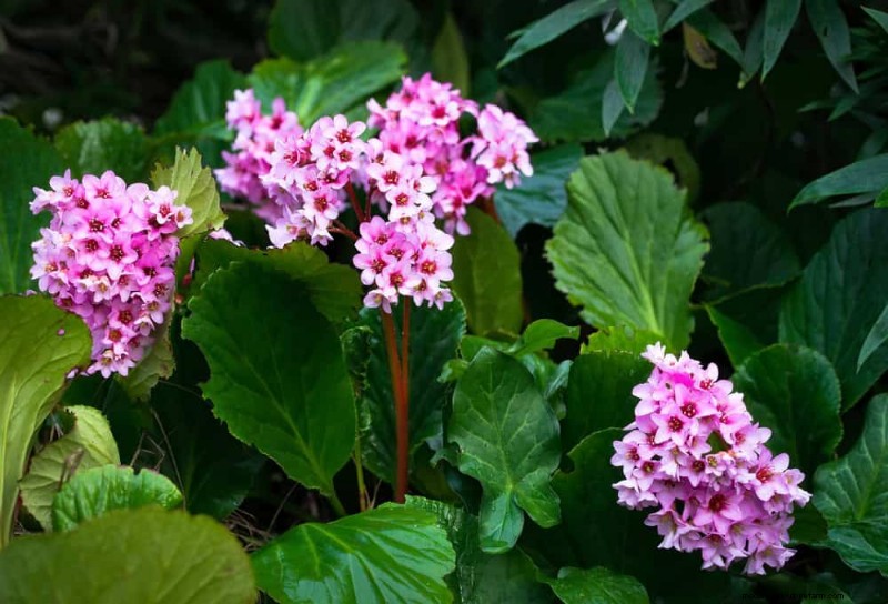 19 Stunning Perennials That Arrive First Each Spring