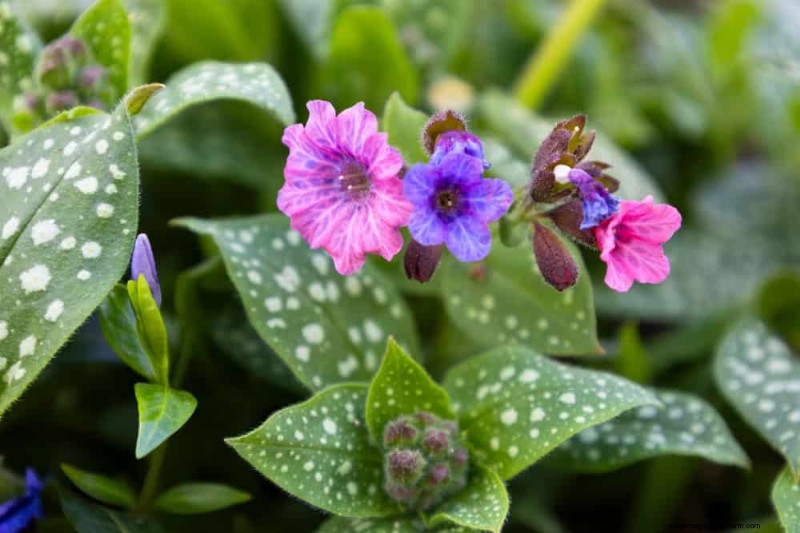 19 Stunning Perennials That Arrive First Each Spring