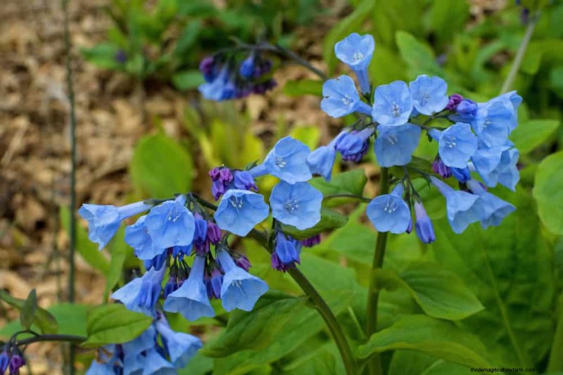 19 Stunning Perennials That Arrive First Each Spring