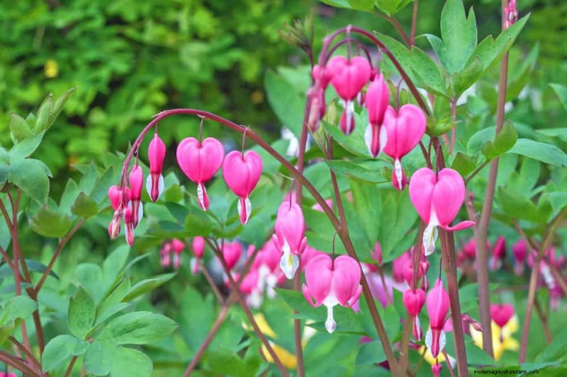 19 Stunning Perennials That Arrive First Each Spring