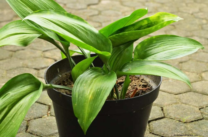 21 plantes d intérieur nécessitant peu d entretien qui prospèrent avec un minimum de soins 