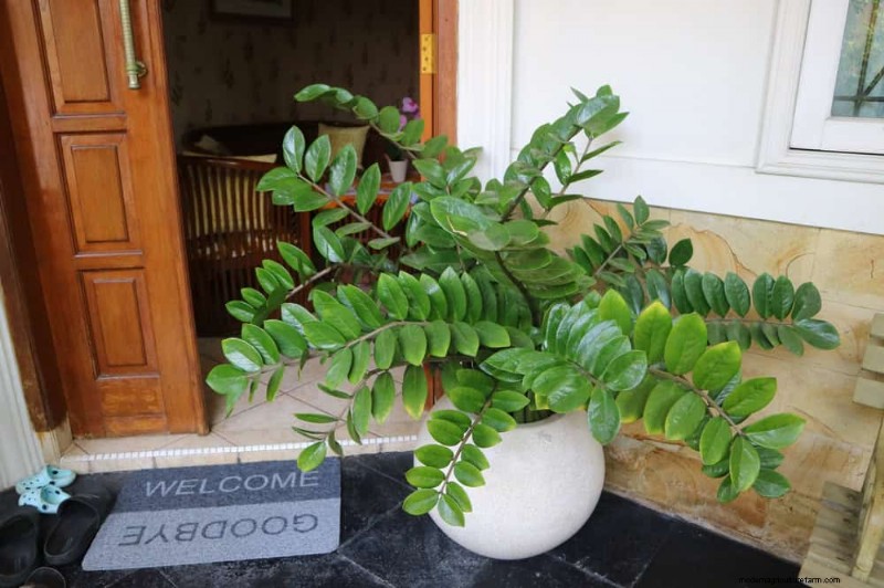 21 plantes d intérieur nécessitant peu d entretien qui prospèrent avec un minimum de soins 