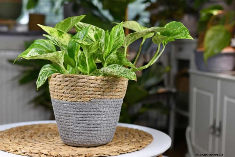 21 plantes d intérieur nécessitant peu d entretien qui prospèrent avec un minimum de soins 