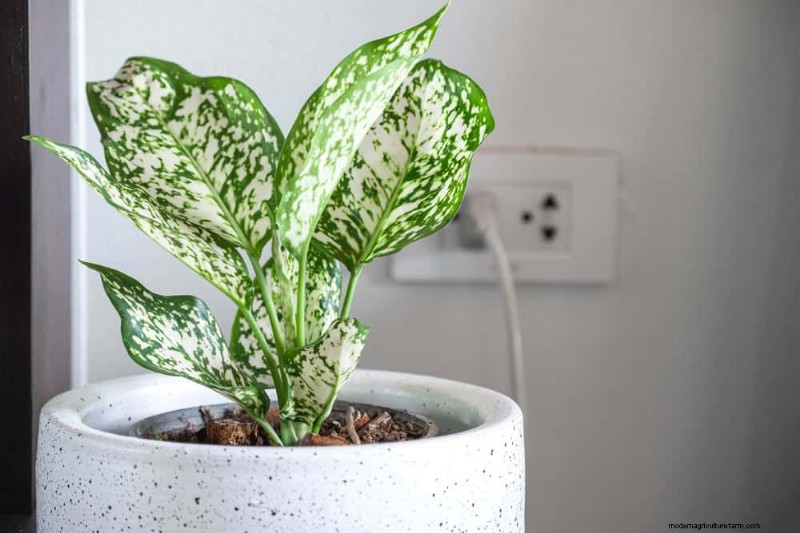 21 plantes d intérieur nécessitant peu d entretien qui prospèrent avec un minimum de soins 