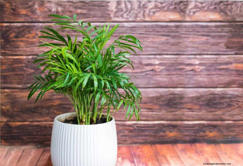 21 plantes d intérieur nécessitant peu d entretien qui prospèrent avec un minimum de soins 