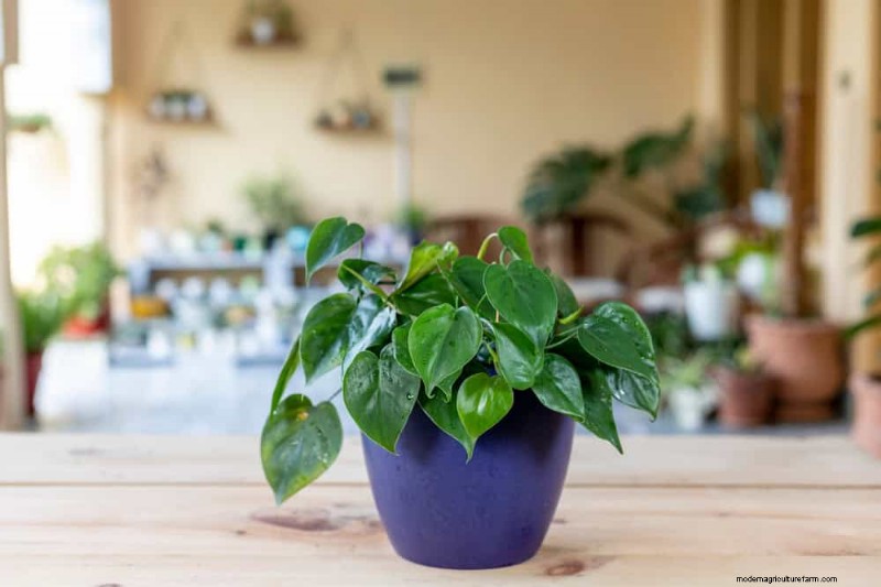 21 plantes d intérieur nécessitant peu d entretien qui prospèrent avec un minimum de soins 