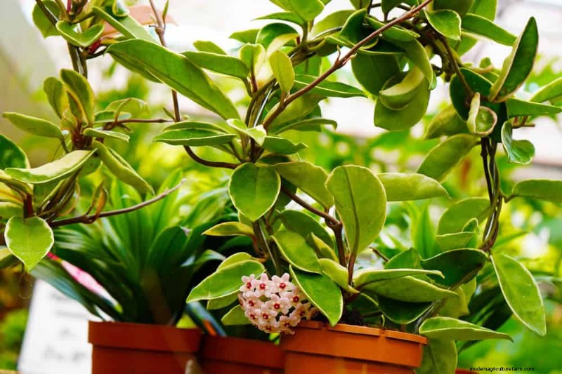 21 plantes d intérieur nécessitant peu d entretien qui prospèrent avec un minimum de soins 