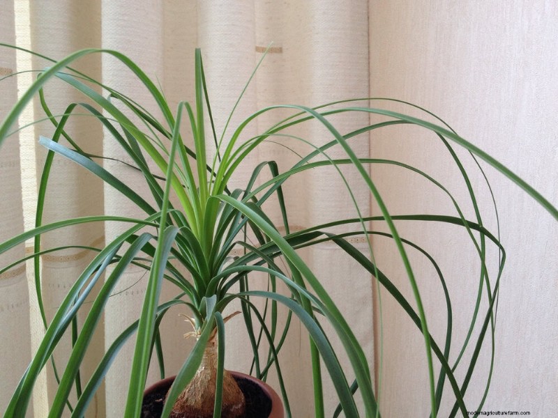 21 plantes d intérieur nécessitant peu d entretien qui prospèrent avec un minimum de soins 