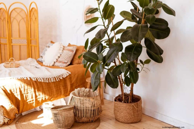 21 plantes d intérieur nécessitant peu d entretien qui prospèrent avec un minimum de soins 