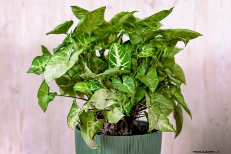 21 plantes d intérieur nécessitant peu d entretien qui prospèrent avec un minimum de soins 