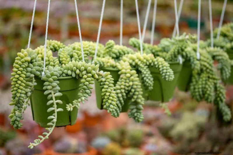 21 plantes d intérieur nécessitant peu d entretien qui prospèrent avec un minimum de soins 