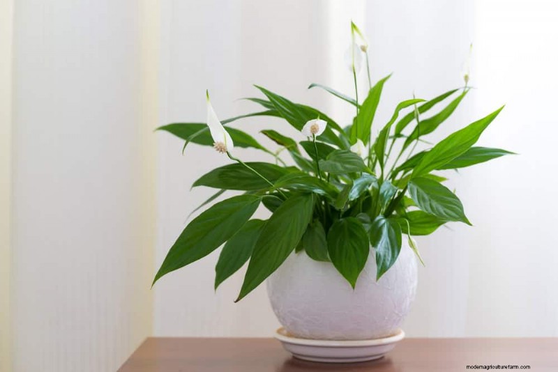 21 plantes d intérieur nécessitant peu d entretien qui prospèrent avec un minimum de soins 
