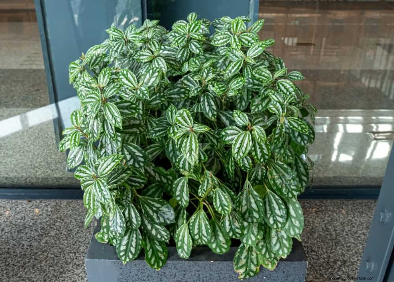 21 plantes d intérieur nécessitant peu d entretien qui prospèrent avec un minimum de soins 