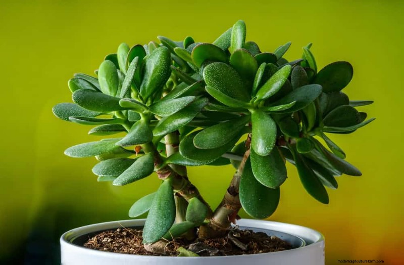 21 plantes d intérieur nécessitant peu d entretien qui prospèrent avec un minimum de soins 