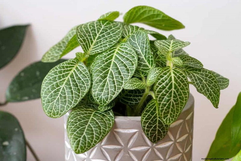 21 plantes d intérieur nécessitant peu d entretien qui prospèrent avec un minimum de soins 