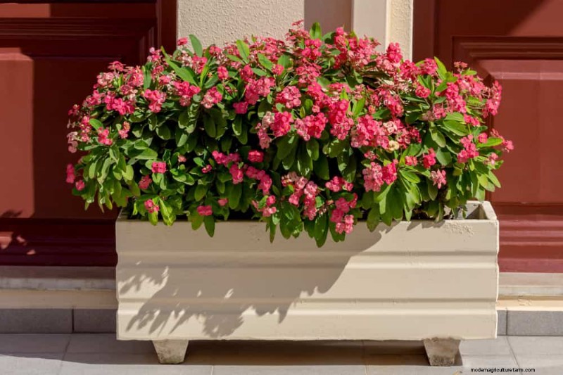 21 plantes d intérieur nécessitant peu d entretien qui prospèrent avec un minimum de soins 