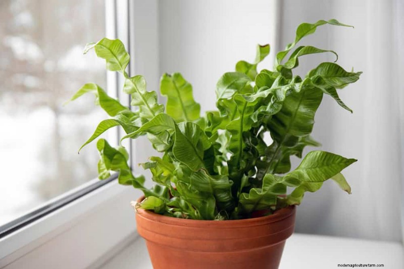 21 plantes d intérieur nécessitant peu d entretien qui prospèrent avec un minimum de soins 