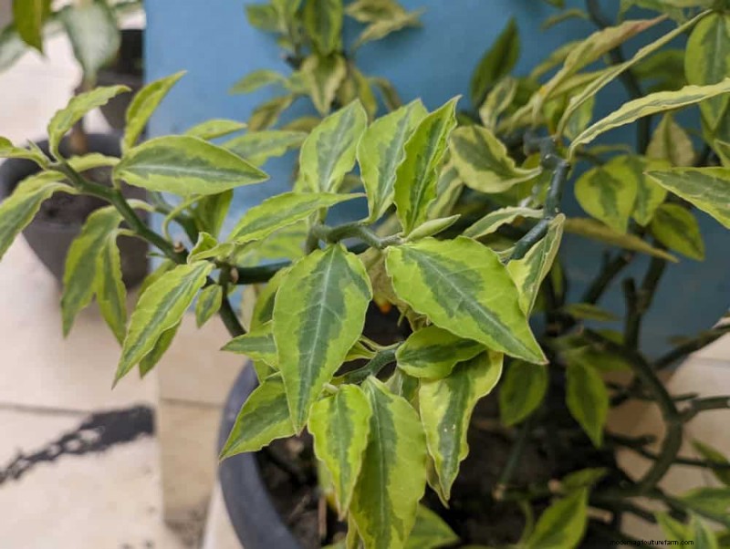 21 plantes d intérieur nécessitant peu d entretien qui prospèrent avec un minimum de soins 
