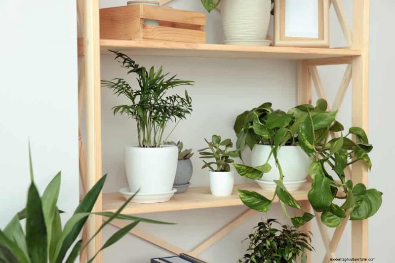 21 plantes d intérieur nécessitant peu d entretien qui prospèrent avec un minimum de soins 