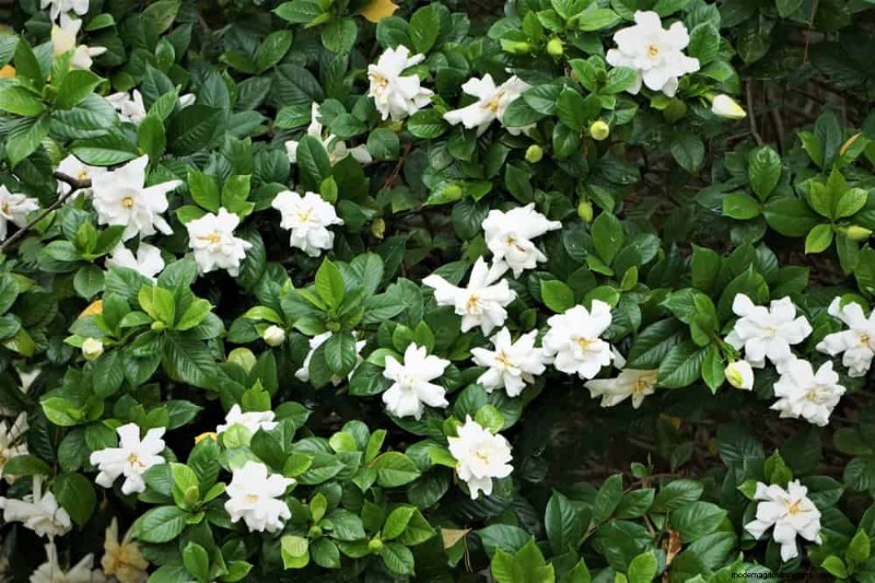 21 plantes incroyablement parfumées pour remplir votre jardin de parfums célestes