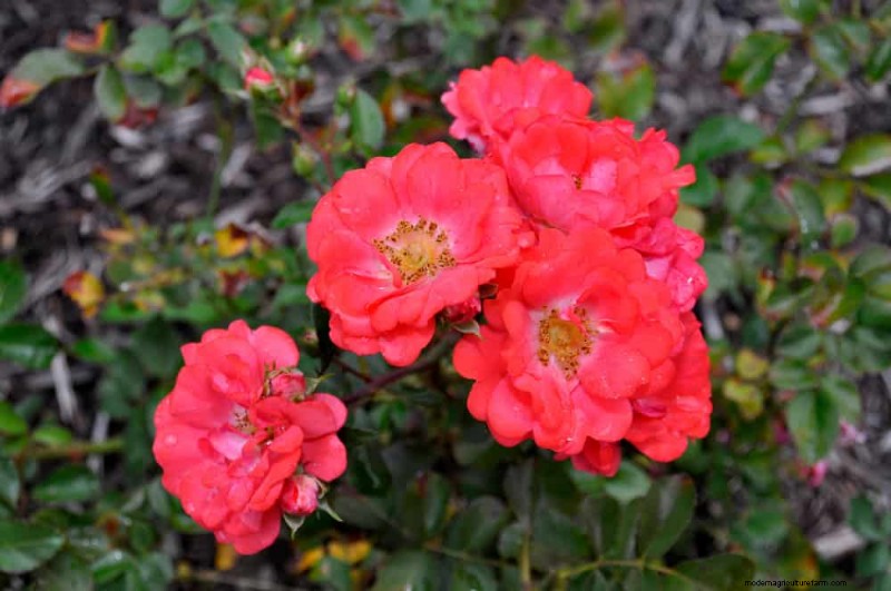 21 plantes incroyablement parfumées pour remplir votre jardin de parfums célestes