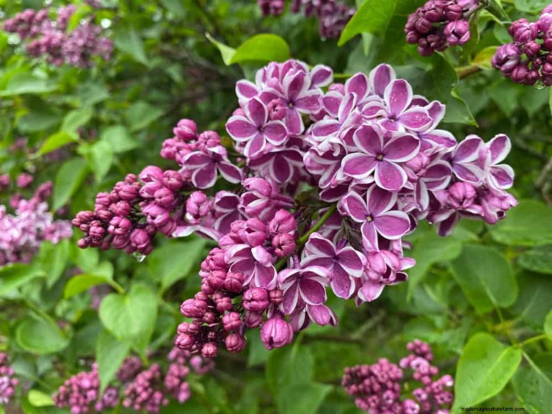 21 plantes incroyablement parfumées pour remplir votre jardin de parfums célestes