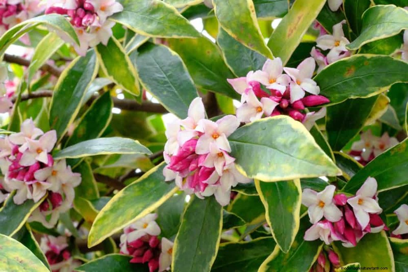 21 plantes incroyablement parfumées pour remplir votre jardin de parfums célestes