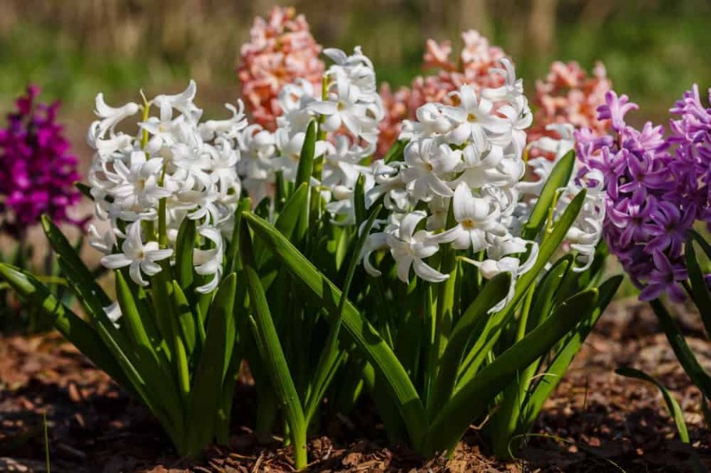 21 plantes incroyablement parfumées pour remplir votre jardin de parfums célestes