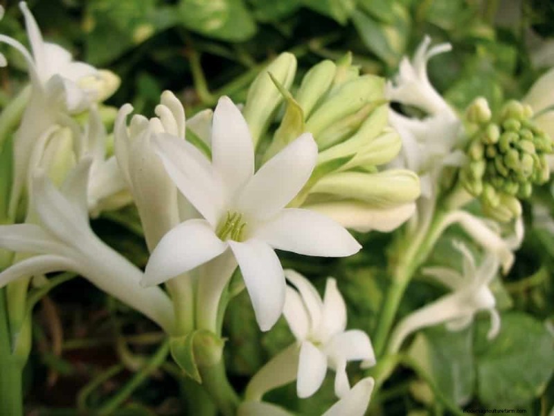 21 plantes incroyablement parfumées pour remplir votre jardin de parfums célestes