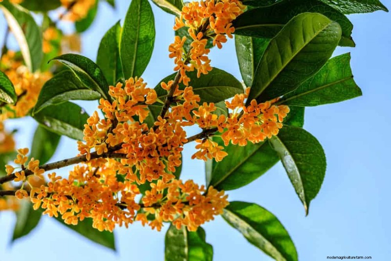 21 plantes incroyablement parfumées pour remplir votre jardin de parfums célestes