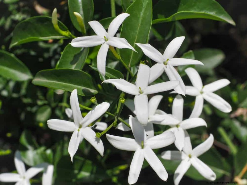 21 plantes incroyablement parfumées pour remplir votre jardin de parfums célestes