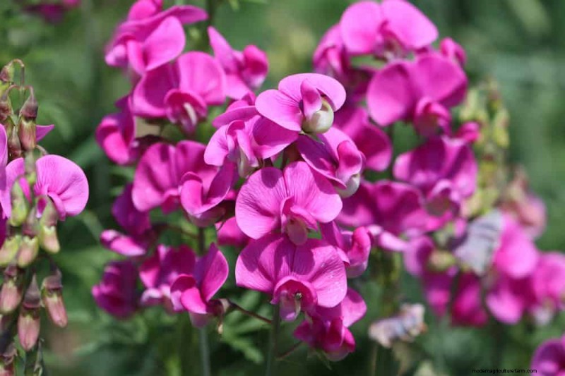 21 plantes incroyablement parfumées pour remplir votre jardin de parfums célestes