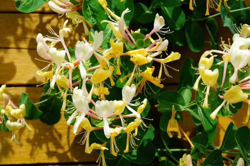 21 plantes incroyablement parfumées pour remplir votre jardin de parfums célestes