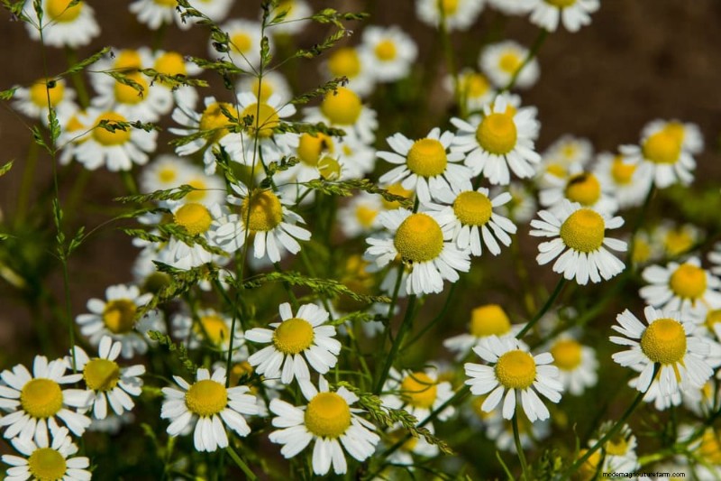 21 plantes incroyablement parfumées pour remplir votre jardin de parfums célestes