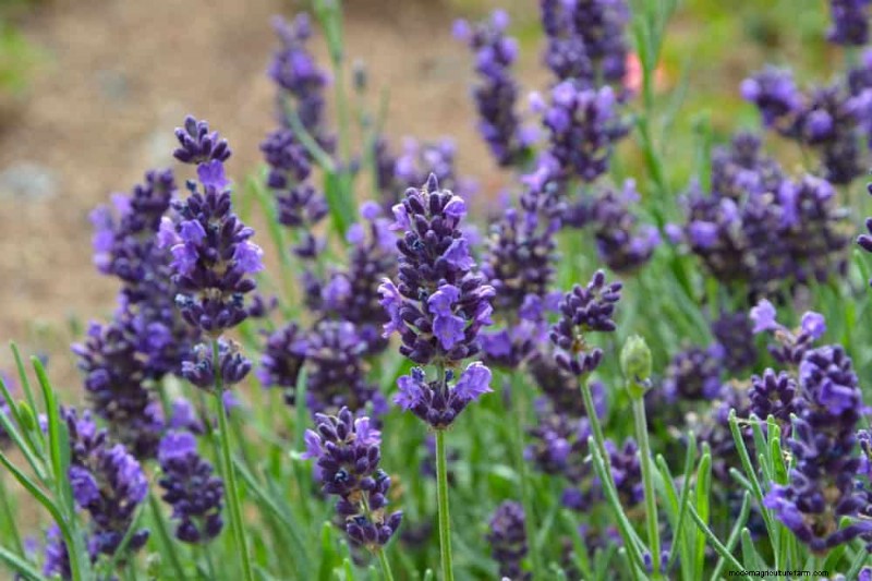 21 plantes incroyablement parfumées pour remplir votre jardin de parfums célestes