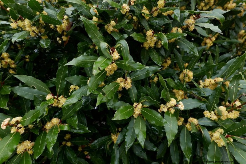 21 plantes incroyablement parfumées pour remplir votre jardin de parfums célestes