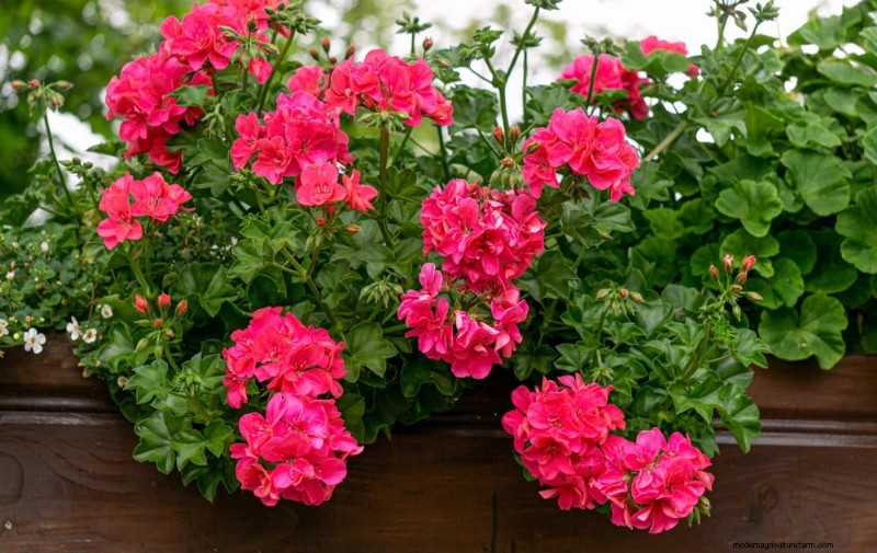 21 plantes incroyablement parfumées pour remplir votre jardin de parfums célestes