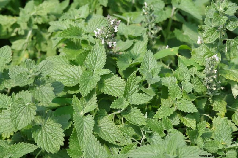 21 plantes incroyablement parfumées pour remplir votre jardin de parfums célestes