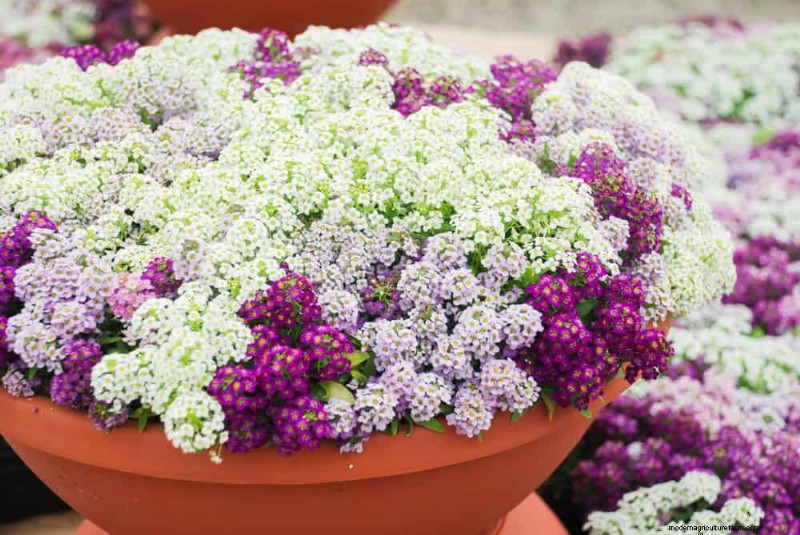 21 plantes incroyablement parfumées pour remplir votre jardin de parfums célestes