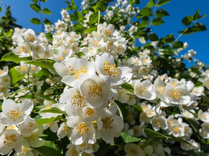 21 plantes incroyablement parfumées pour remplir votre jardin de parfums célestes