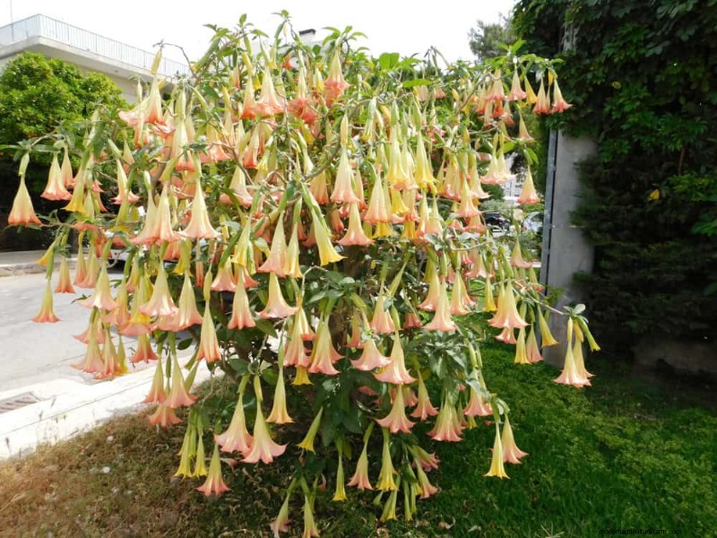 21 plantes incroyablement parfumées pour remplir votre jardin de parfums célestes