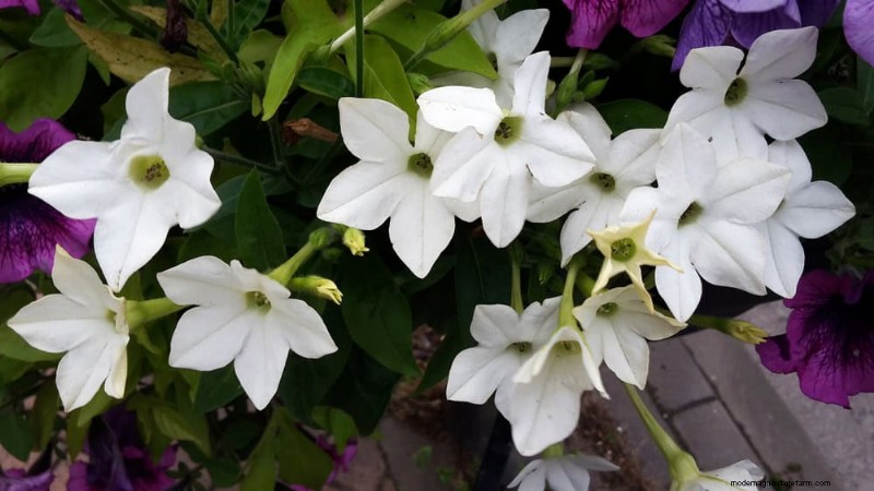 21 plantes incroyablement parfumées pour remplir votre jardin de parfums célestes