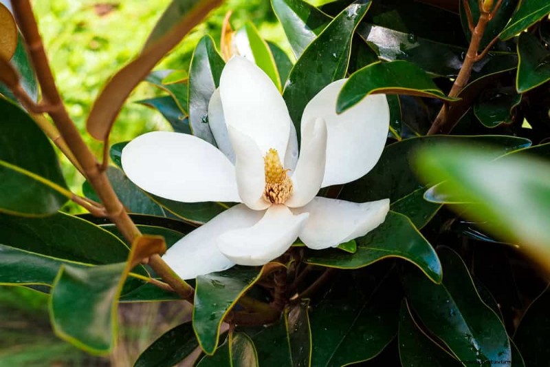 21 plantes incroyablement parfumées pour remplir votre jardin de parfums célestes