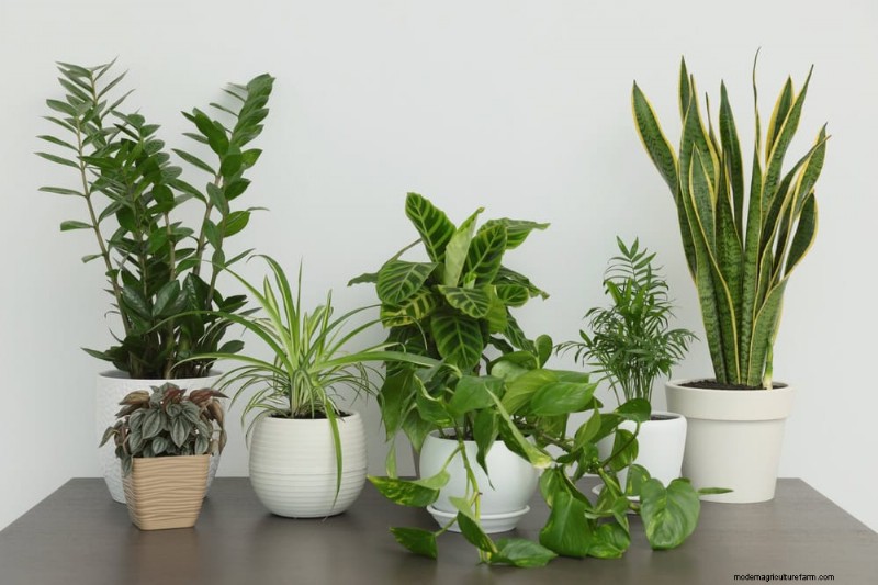 21 plantes d intérieur résilientes que même les cultivateurs débutants ne peuvent pas tuer 