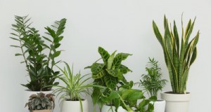 21 plantes d intérieur résilientes que même les cultivateurs débutants ne peuvent pas tuer 