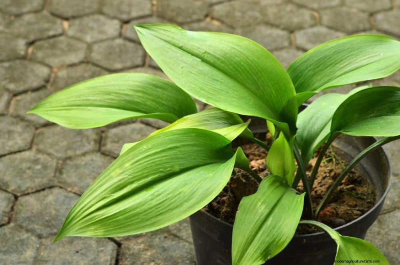 21 plantes d intérieur résilientes que même les cultivateurs débutants ne peuvent pas tuer 