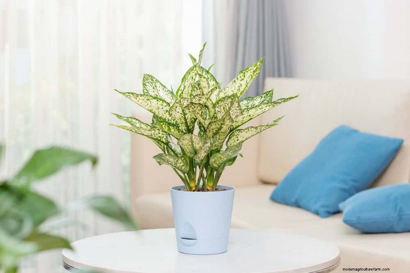 21 plantes d intérieur résilientes que même les cultivateurs débutants ne peuvent pas tuer 